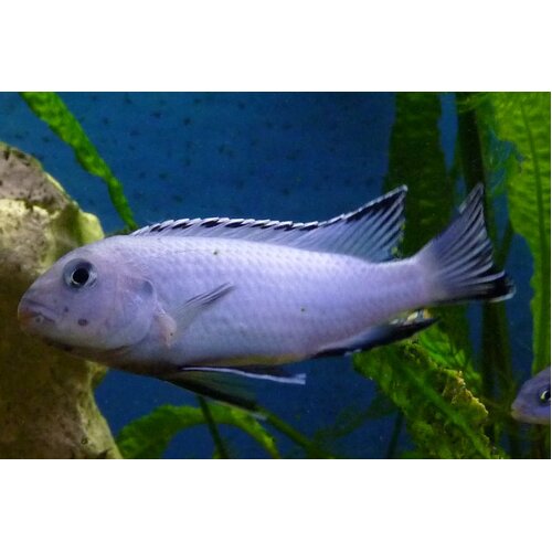 Blue Pindani Cichlid - Pseudotropheus Socolofi 4cm