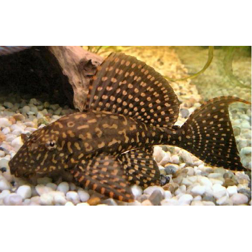 Goldspot Pleco Catfish 8cm+ - Pterygoplichthys Joselimaianus Plecostamus 