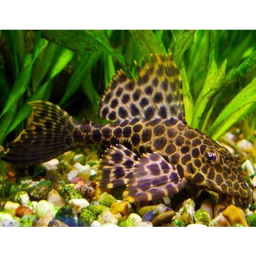 Large Sailfin Pleco Catfish - Pterygoplichthys Gibbiceps Plecostamus 20-25cm