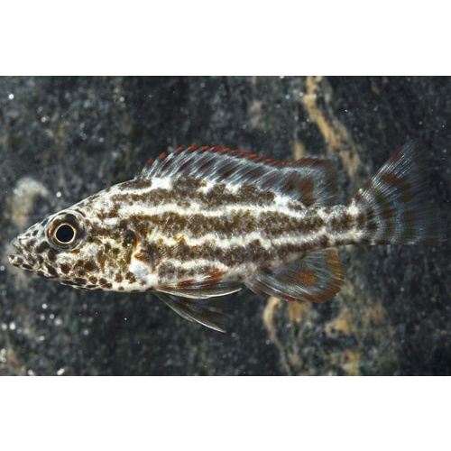 Polystigma Cichlid - Nimbochromis Polystigma 5cm