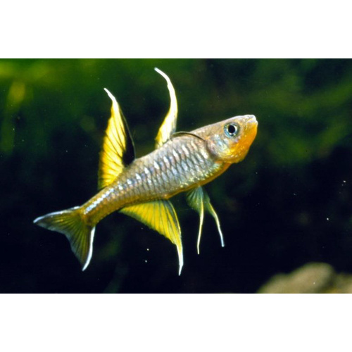 Pacific Blue Eyes 3-4cm Australian Native