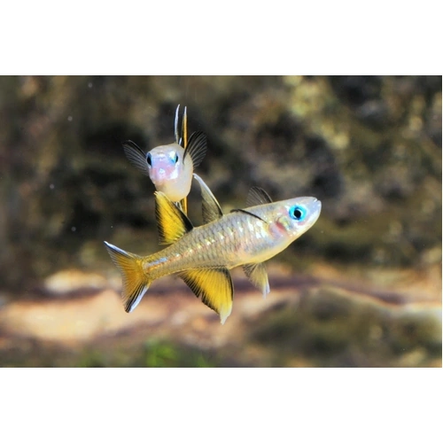Pacific Blue Eyes 3-4cm Australian Native
