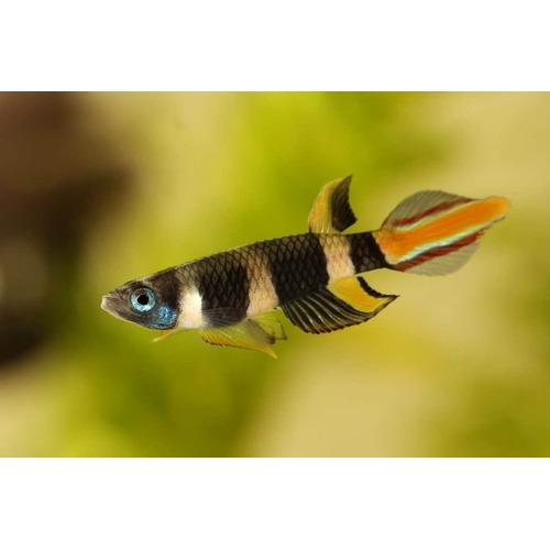 Banded Panchax - Clown Killifish 2.5cm