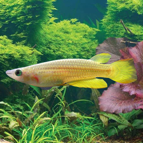 Panchax Gold 5cm