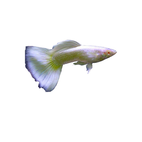 Male Panda Guppy 3.0cm