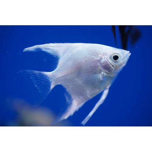 Platinum Angelfish 3cm – Pterophyllum scalare