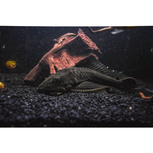 Medium Common Pleco Catfish - Hypostomus plecostomus 5-6cm