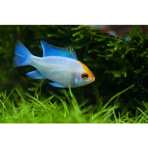 Ramirezi Gold Head Electric Blue 4cm