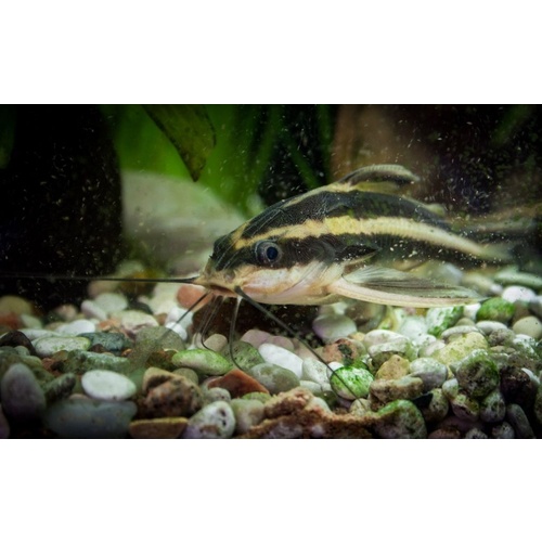 Striped Raphael Catfish (talking catfish) - Platydoras Armatulus 5cm