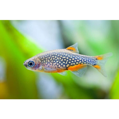 Rasbora Galaxy 