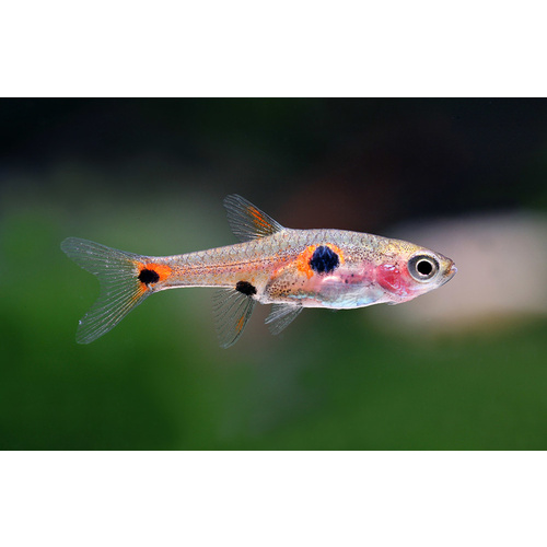 Rasbora Maculata Dwarf Rasbora 2cm