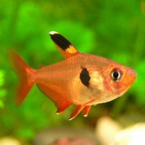Red Phantom Tetra 3cm