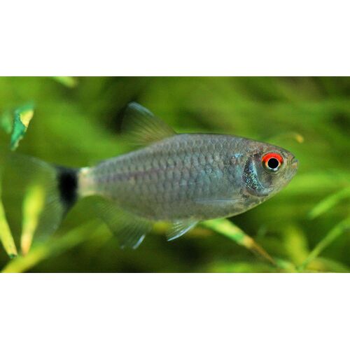 Redeye Tetra 3cm