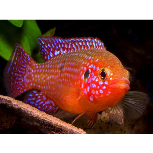 Red Forest Jewel Cichlid - Hemichromis Bimaculatus 3.5-6cm