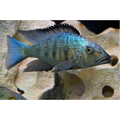 Rostratus 'Malawi Sand Diver' 5cm Live African Cichlid