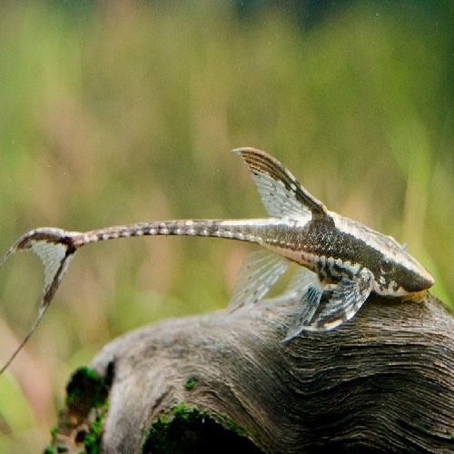 Royal Whiptail Catfish 6cm