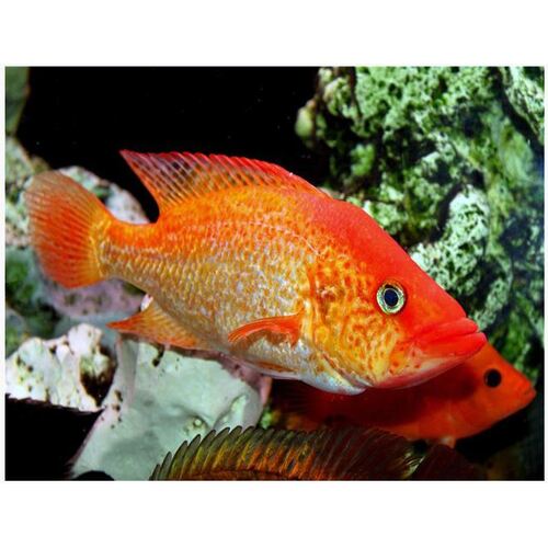 Red Bay Snook Cichlid - Petenia Splendida 6cm