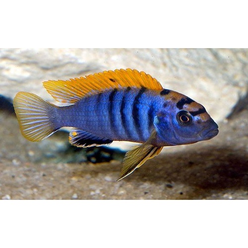 Hongi Red Top Cichlid - Labidochromis Hongi 15cm