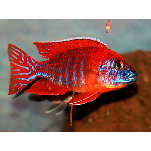 Rubin Red Peacock Cichlid - Aulonocara Spec Rubin Red (Roter Kaiser) 7cm