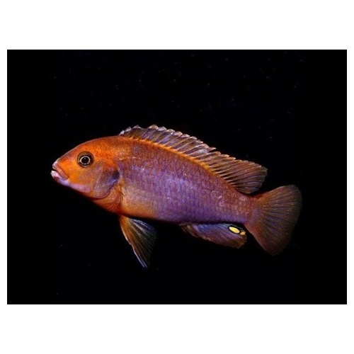 Rusty Cichlids -Iodotropheus Sprengera German