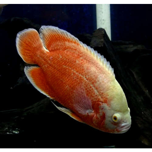 Albino Red Velvet Oscar Cichlid - Astronotus Ocellatus 9cm