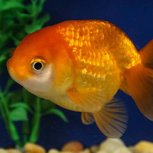 Ranchu Goldfish 9cm Assorted Colors