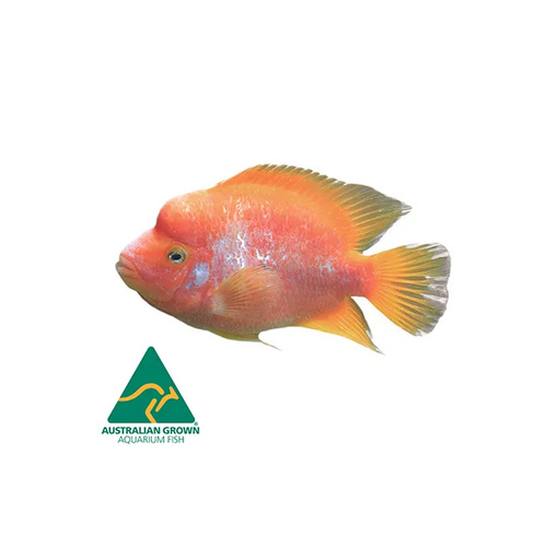 Red Devil Cichlid Live Fish 7cm (Amphilophus labiatus)