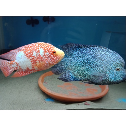 Red Texas x Green Texas Cichlids 7-10cms + (RARE )