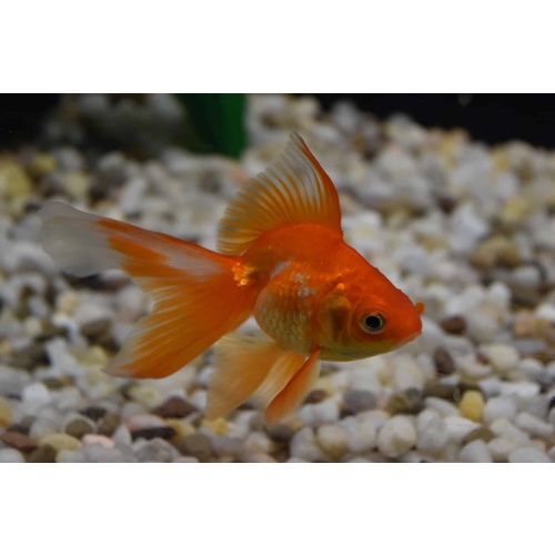Ryukin Goldfish 5cm Various Colours