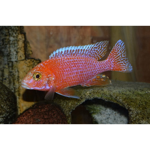 Strawberry Peacock Cichlid - 5cm