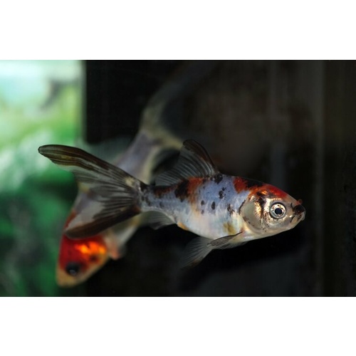 Shubunkin Gold Fish 5cm Assorted Colors