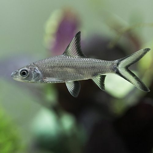 Silver Shark -Epalzeorhynchos bicolor 7cm