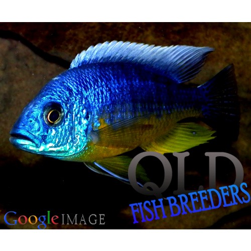 Spilo Cichlid - Protomelas Spilonatus Tanzania 6cm