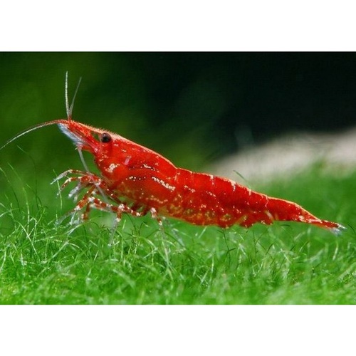 Sakura Red Cherry Shrimp