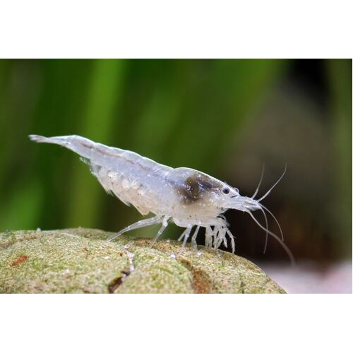 Snowball Shrimp Neocaridina Palmata 