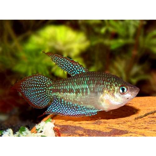 Sparkling Gourami 2cm
