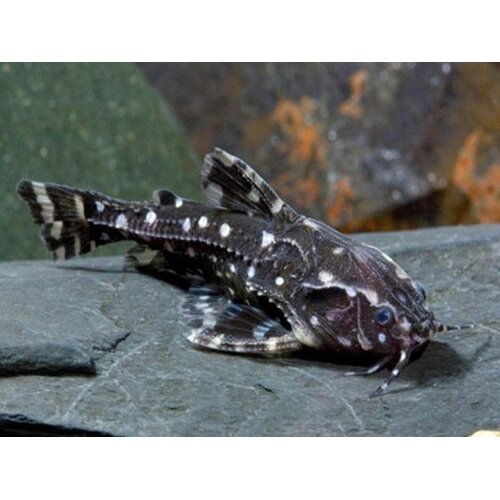 Spotted Raphael Catfish (talking catfish) 12-15cm - Agamyxis Pectinifrons 