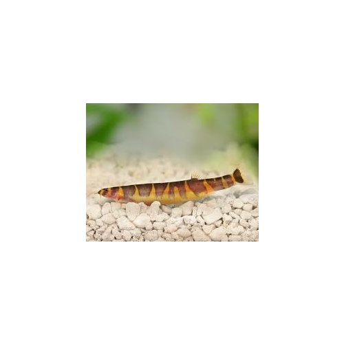 Kuhlii Loach - Pangio kuhlii 5cm