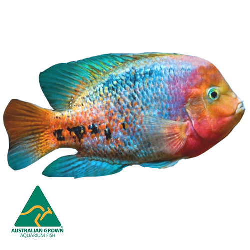 Synspillium Cichlid -American 7cm