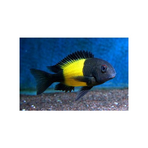 Tropheos Ikola 5cm