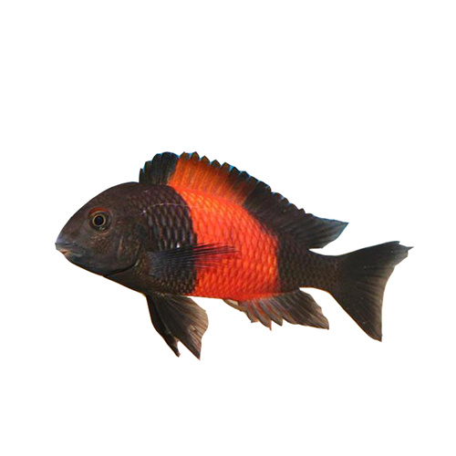 Tropheus Black Bemba Red 8-11cm