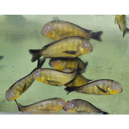 Tropheus Namansi 4-5cm