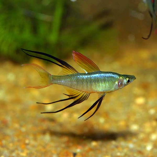 Threadfin Rainbow 4cm