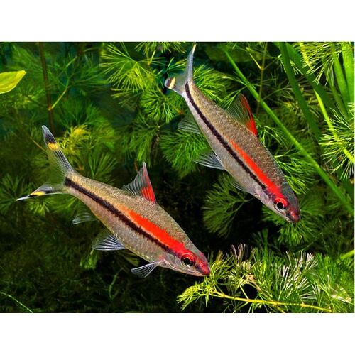 Redline Torpedo Barb Fish 7cm Sahyadria denisonii