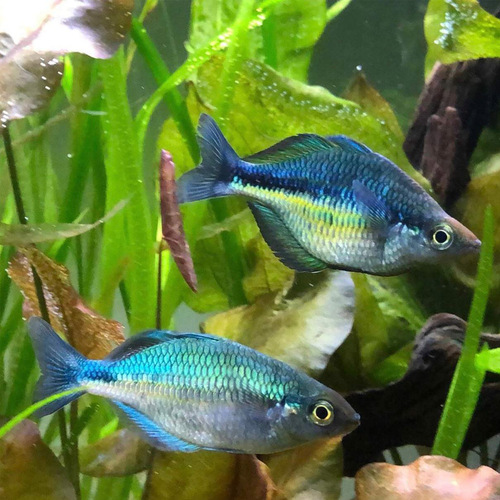 Turquoise Rainbow Fish Australian Native 5cm