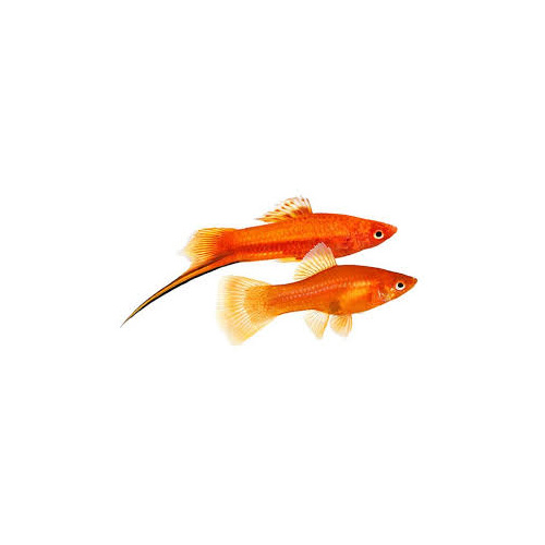 Various Sword Tails 6-7cm