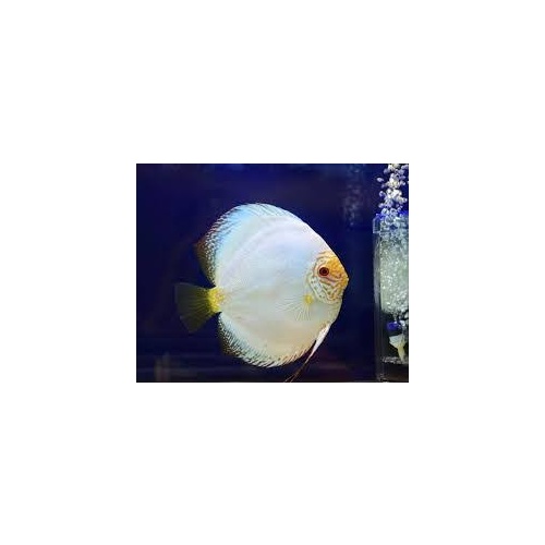 White Butterfly Discus 5cm