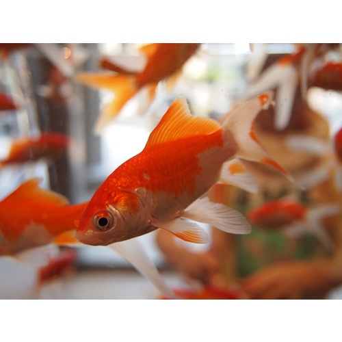 Wakin Gold Fish 6cm Red & White