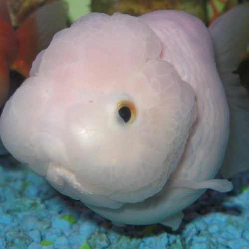 Ranchu White Goldfish 5cm