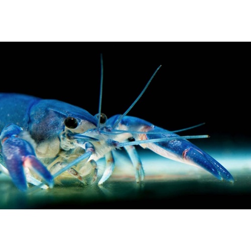 Yabby Blue Pearl 5cm